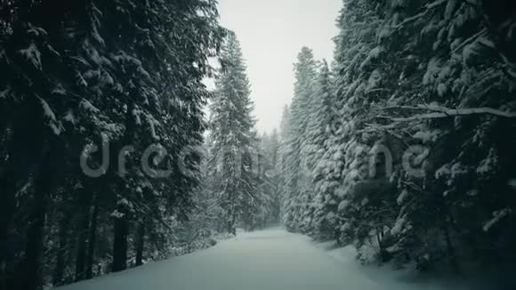 Stadicam沿着冬天的森林路走下雪了视频的预览图