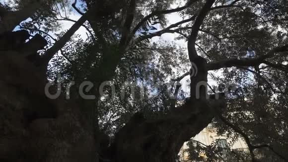 西班牙马洛卡棕榈中心的老橄榄树视频的预览图