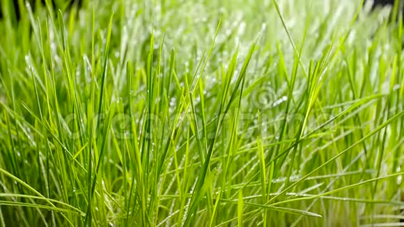 给草坪浇水水滴在草地上视频的预览图