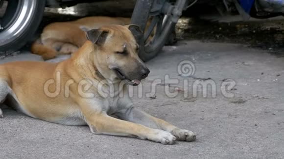 两只无家可归的红狗躺在沥青路上动作缓慢泰国芭堤雅视频的预览图