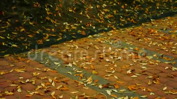 秋天树落黄叶视频的预览图