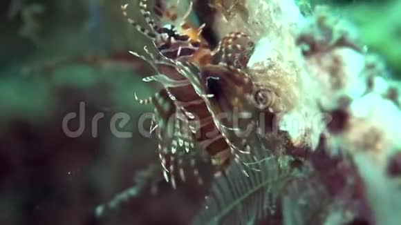 Zulu海中的珊瑚视频的预览图