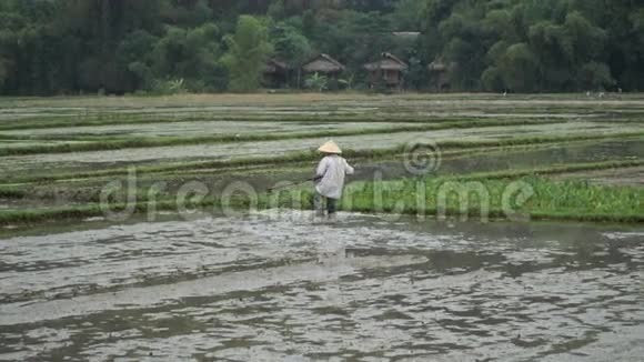准备种植水稻的田地视频的预览图