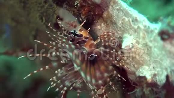 Zulu海中的珊瑚视频的预览图