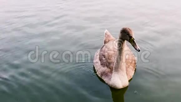 年轻的天鹅正在从池塘里喝水放松一下视频的预览图