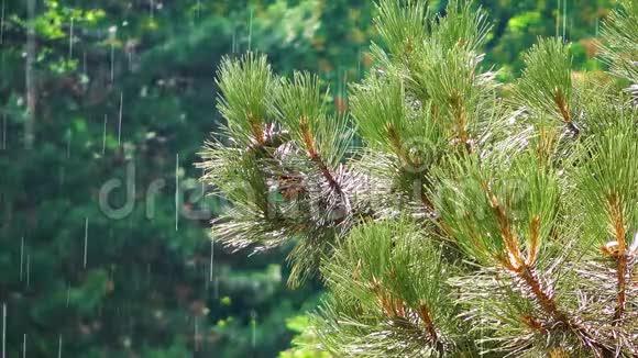 雨天大自然中的松树视频的预览图