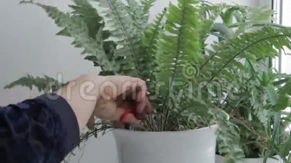 爱护盆栽花卉视频的预览图
