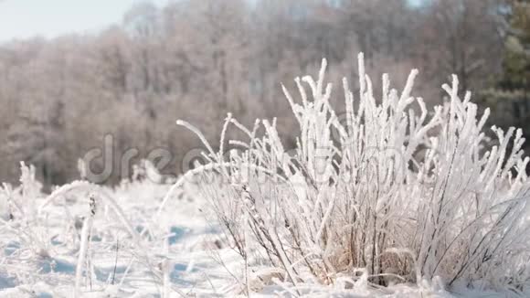 美丽的白雪公主森林在冬季霜冻日冬季森林视频的预览图