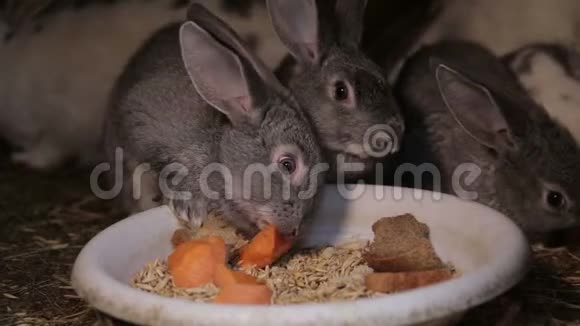 一群兔子在农场吃食物视频的预览图
