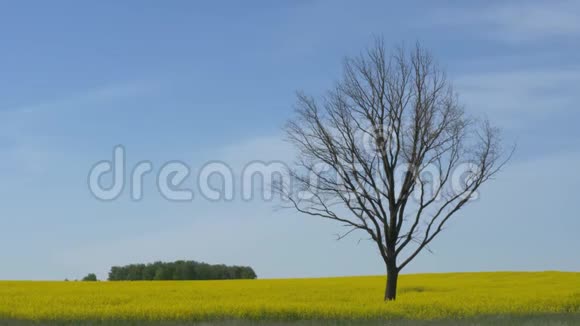 一棵光秃秃的树在黄色的田野里顶着天空视频的预览图