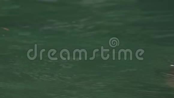 特写河马在大自然野生动物的湖水中洗澡视频的预览图
