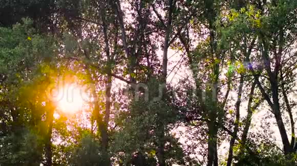 透过绿树可以看到橙色的日落视频的预览图