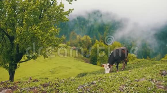 奶牛在草地上放牧山顶在云中格鲁吉亚视频的预览图