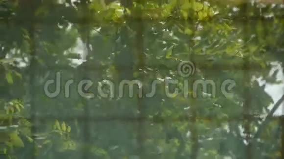 树叶在窗户里摇曳视频的预览图