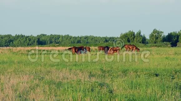 日落时成群的马在绿色的草地上放牧视频的预览图