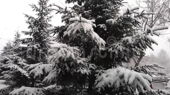 蓬松的雪慢慢地落在云杉的树枝上慢动作视频的预览图