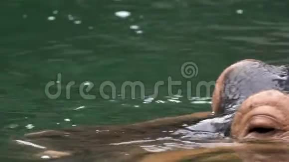特写河马在大自然野生动物的湖水中洗澡视频的预览图