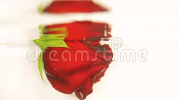 红玫瑰花蕾在清澈的水中视频的预览图