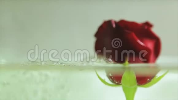 红玫瑰花蕾在清澈的水中视频的预览图