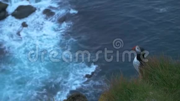帕芬坐在冰岛和欧洲最西点的悬崖上视频的预览图
