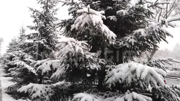 蓬松的雪慢慢地落在云杉的树枝上慢动作视频的预览图