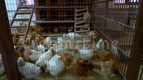 动物农场的肉鸡孵化器视频的预览图