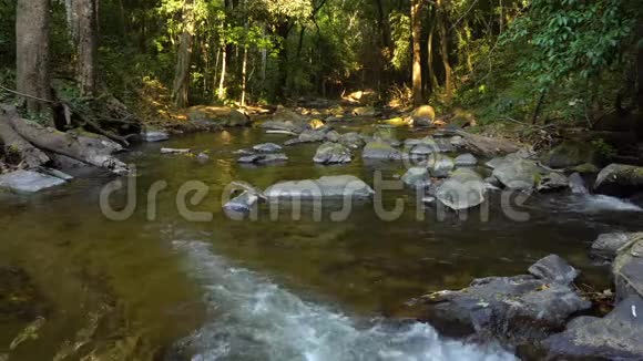 卢什热带丛林雨林的新鲜溪流视频的预览图
