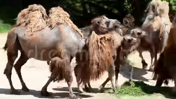 骆驼走来走去视频的预览图