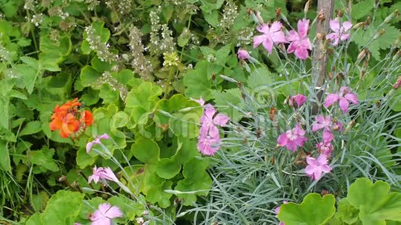 夏季花园花坛开花康乃馨和天竺葵视频的预览图