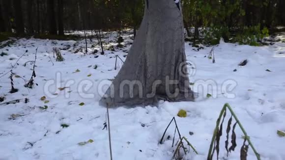 一个穿长裙的女孩赤脚走在雪地上视频的预览图