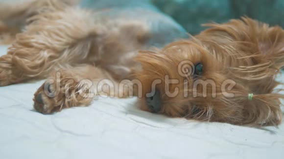 悲伤的病狗躺在床上很伤心毛狗病概念狗约克郡兽医宠物病视频的预览图