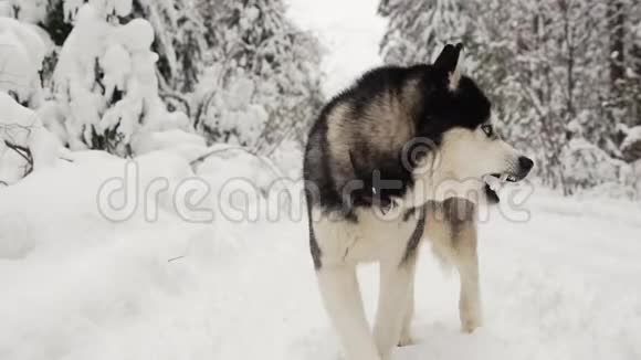 西伯利亚哈士奇在冬天的森林背景下在一条小路上跑到森林里的摄像机前看着森林视频的预览图