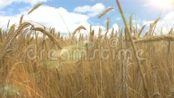 准备收割的金黄色成熟小麦夏天晴天全景光芒四射视频的预览图