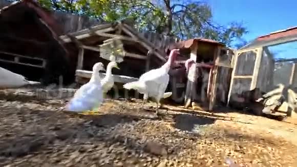 家农场上的鸟视频的预览图