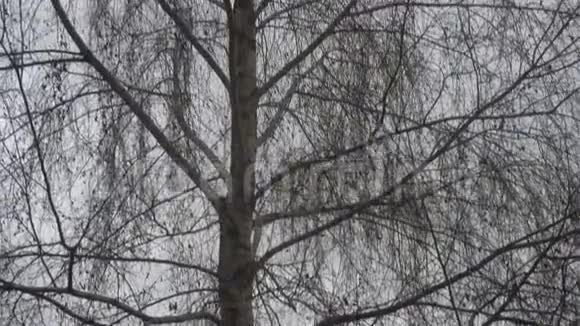 黑暗神秘森林边缘的孤独树视频的预览图