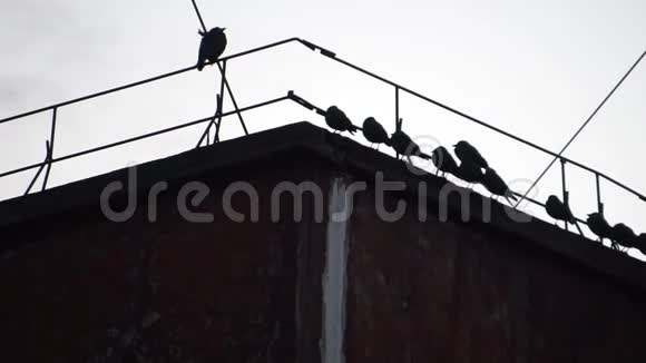 坐在屋顶电线上的乌鸦视频的预览图