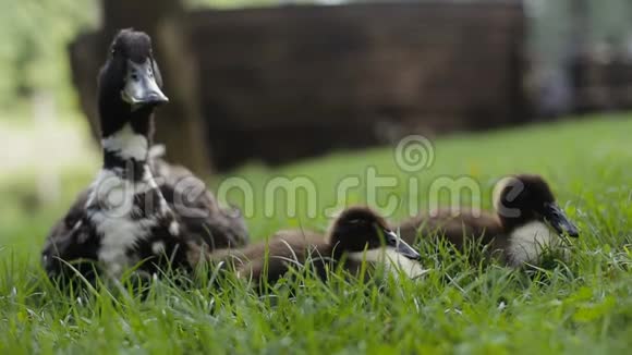 公园草地上的小鸭子和母鸭视频的预览图