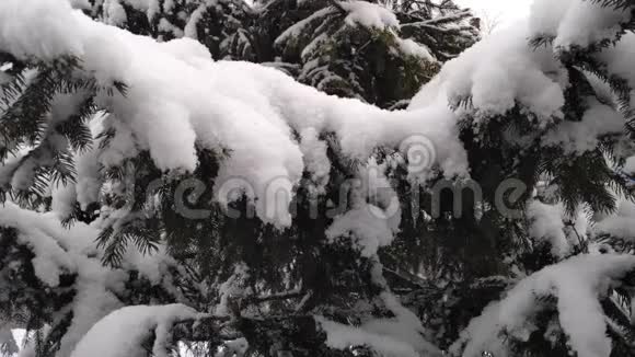 蓬松的雪慢慢地落在云杉的树枝上慢动作视频的预览图