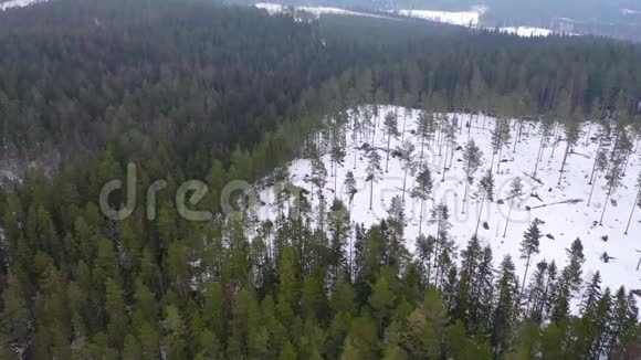 冬季树木无人机镜头视频的预览图