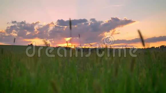 麦地或黑麦地上空令人惊叹的粉红色日落美丽的天空有云视频的预览图