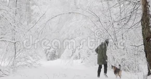 年轻美丽的白种人女孩穿着夹克在雪地里的冬天森林里玩混合品种狗的小狗视频的预览图