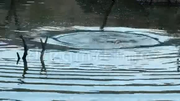河马在湖里浮出水面视频的预览图