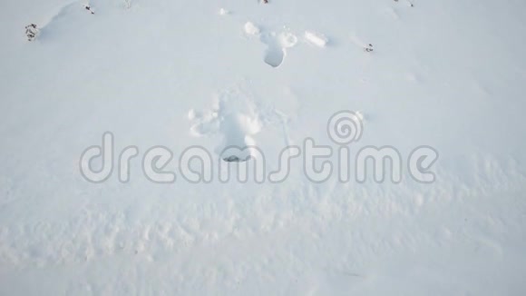 长长的白色白雪皑皑的冬牧场有着巨大的驼背视频的预览图