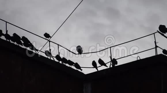 坐在屋顶电线上的乌鸦视频的预览图