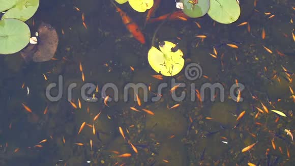 带有浮红和紫色装饰鱼的池塘表面视频的预览图