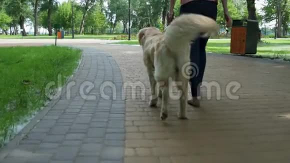 一个和狗一起散步的好女人的后景视频的预览图