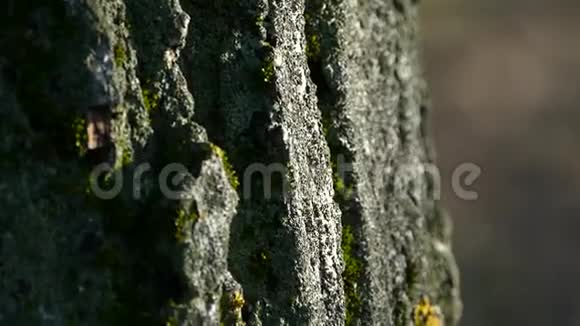 树皮的纹理树皮上长满了苔藓视频的预览图