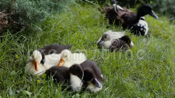 野鸭妈妈和小鸭正躺在公园的一片绿草上视频的预览图