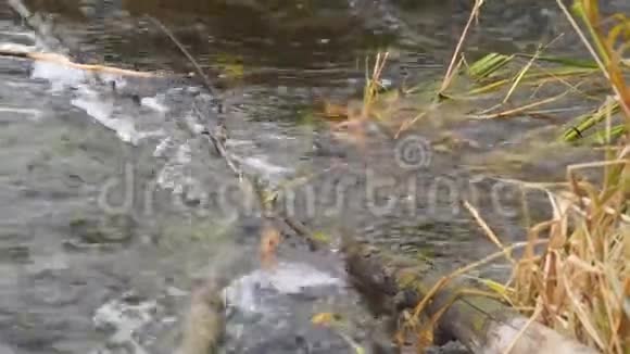 溪流中的水流经一个木制的障碍物视频的预览图