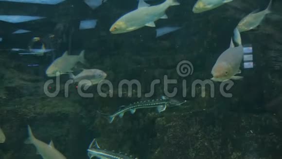 不同的鱼在巨大的水族馆里游泳视频的预览图